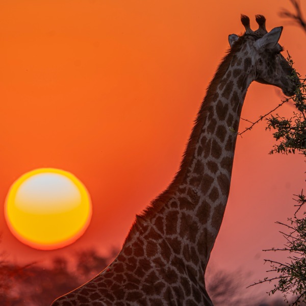 Experience Africa with Micato Safaris